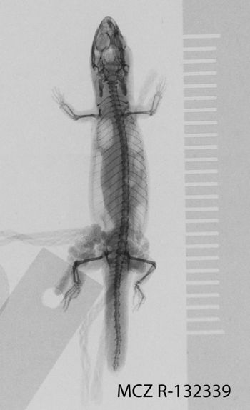 Media type: image;   Herpetology R-132339